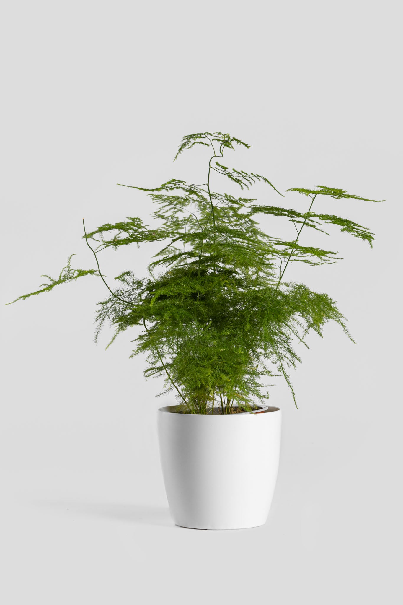 Φυτό Αράχνη 40cm