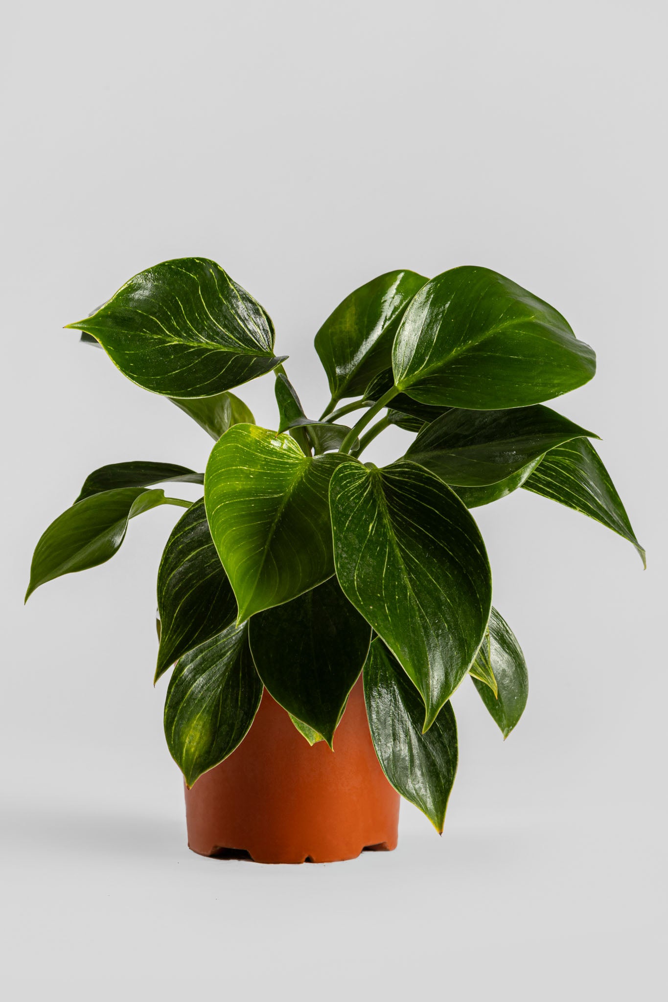 Φυλλόδεντρο Birkin 35cm