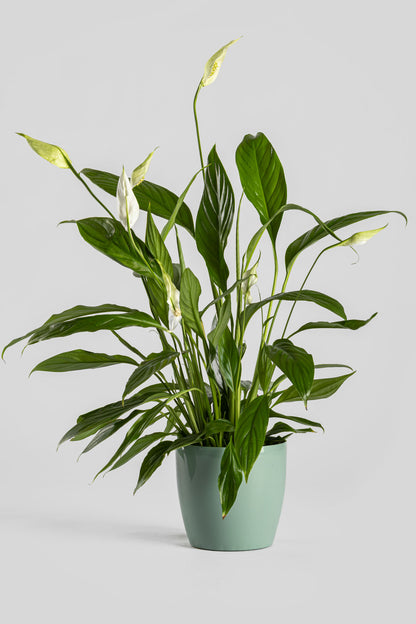 Σπαθίφυλλο 50cm