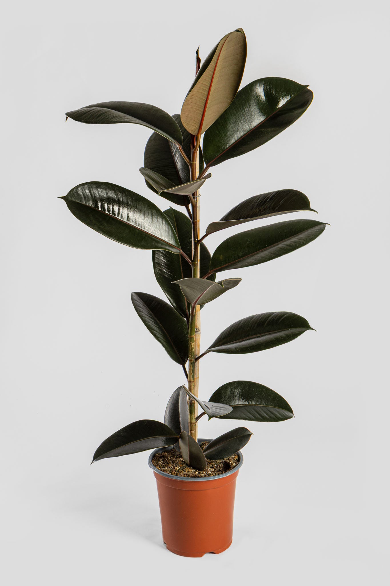 Φίκος Αμπιτζάν 90-100cm