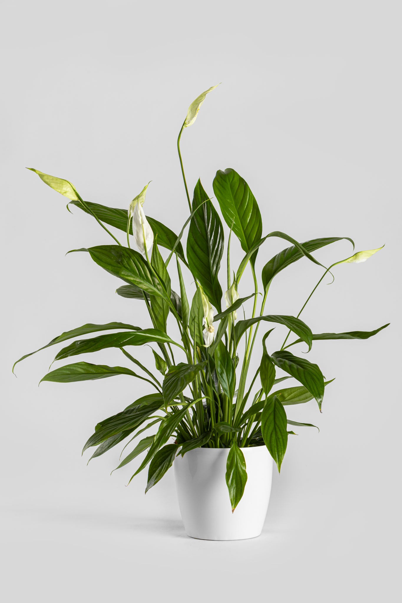 Σπαθίφυλλο 50cm