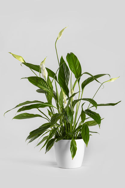 Σπαθίφυλλο 50cm