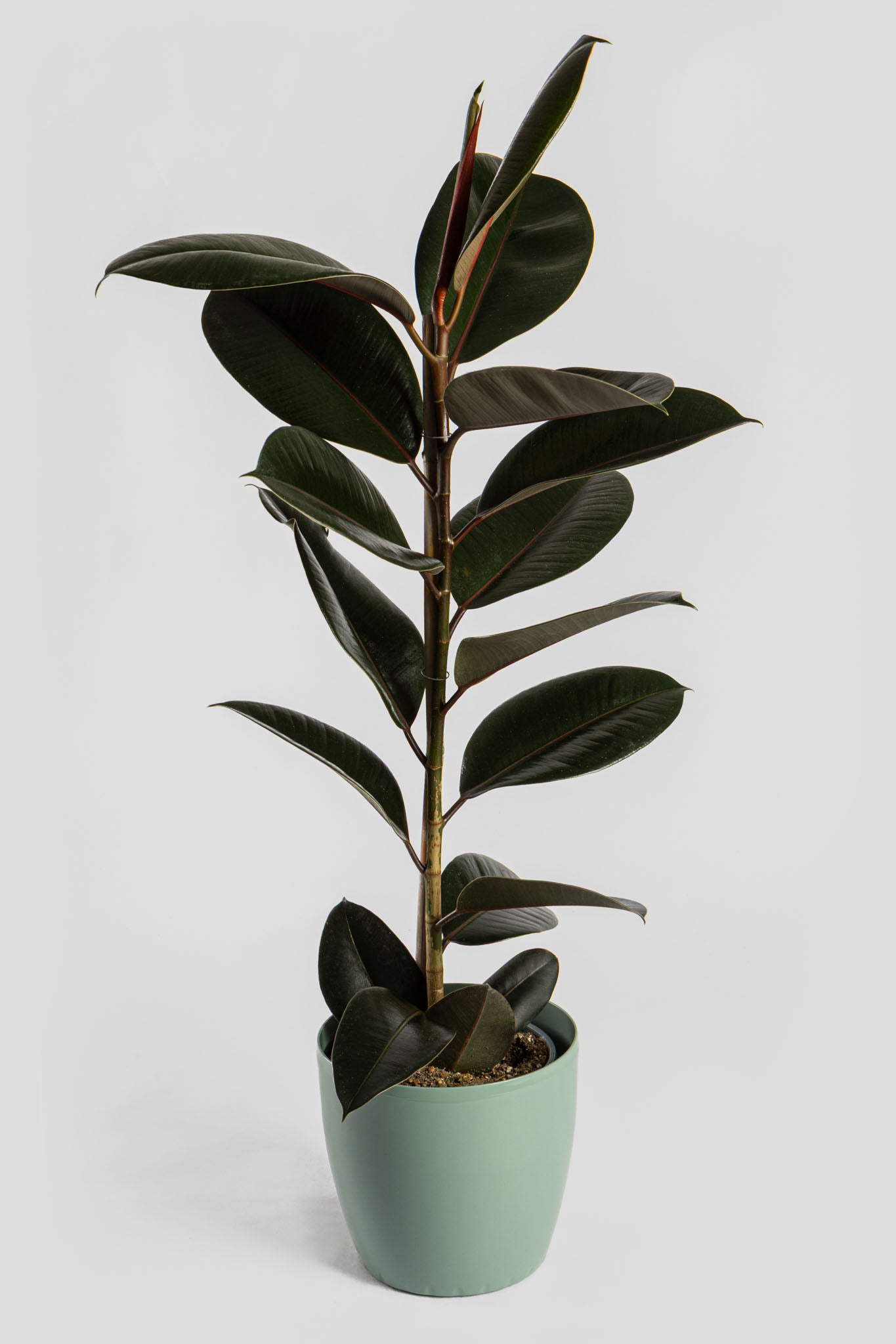 Φίκος Αμπιτζάν 90-100cm