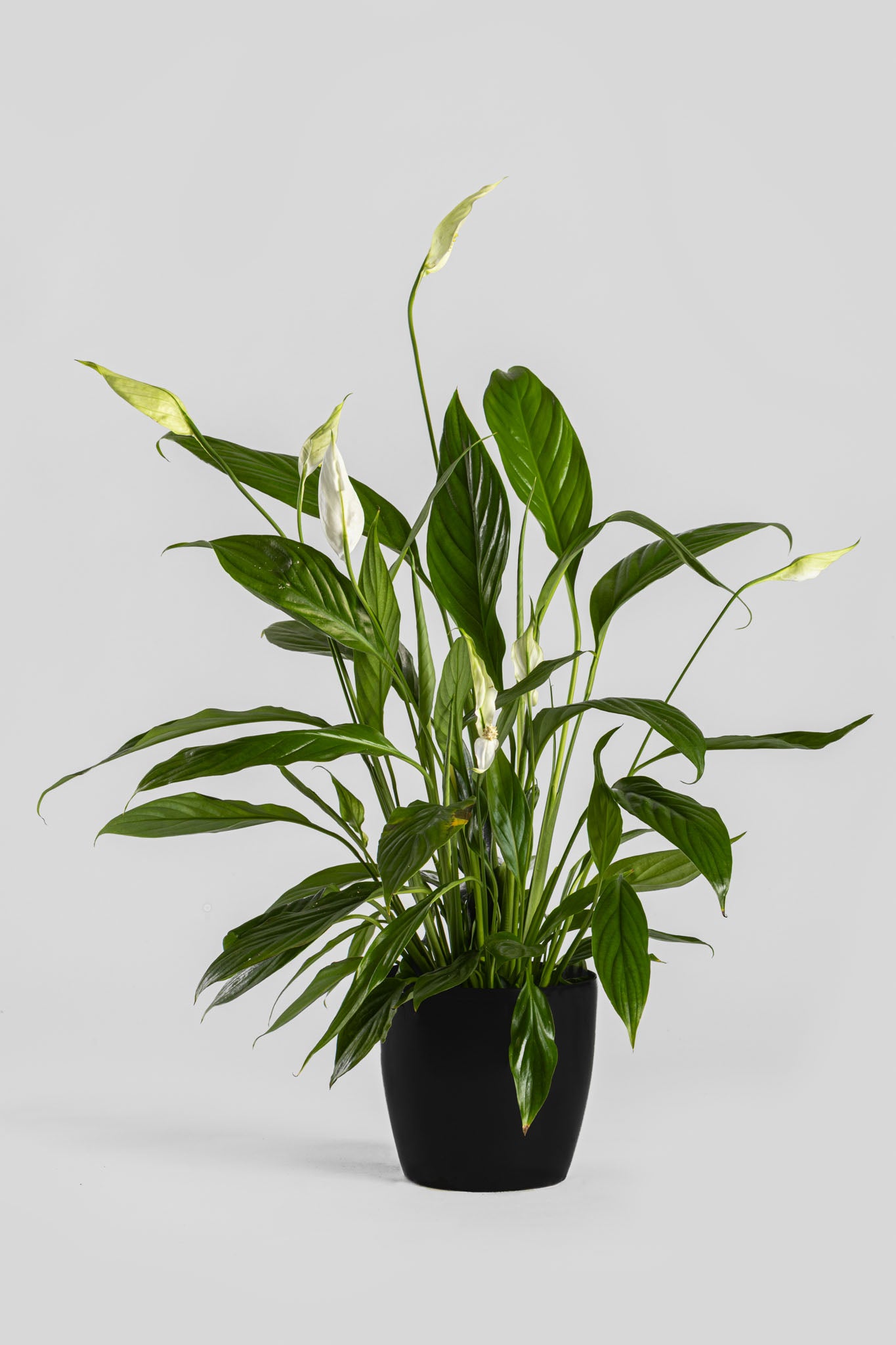 Σπαθίφυλλο 50cm