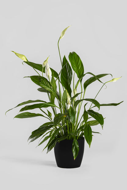 Σπαθίφυλλο 50cm