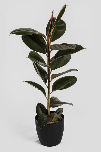 Φίκος Αμπιτζάν 90-100cm