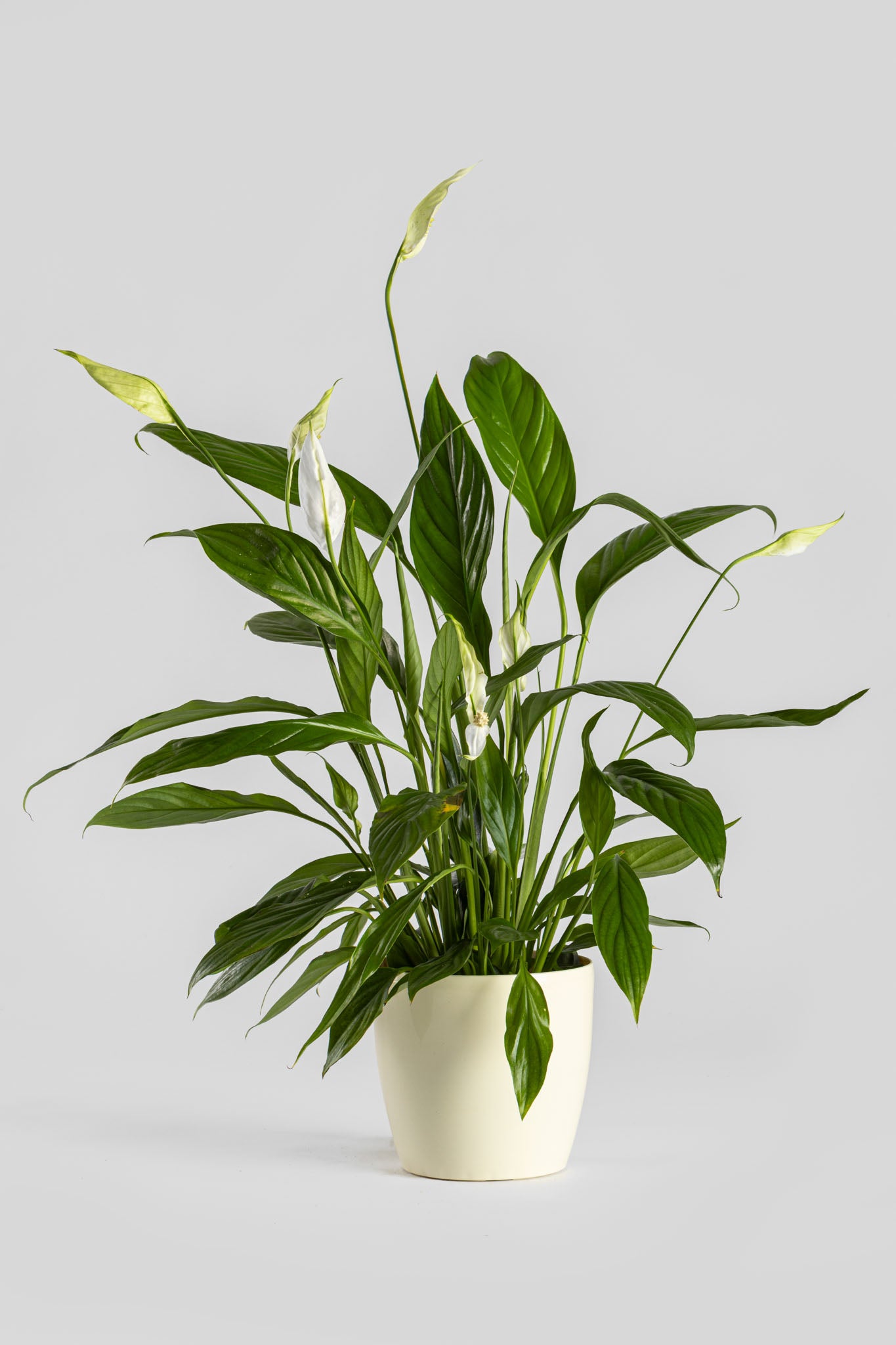 Σπαθίφυλλο 50cm