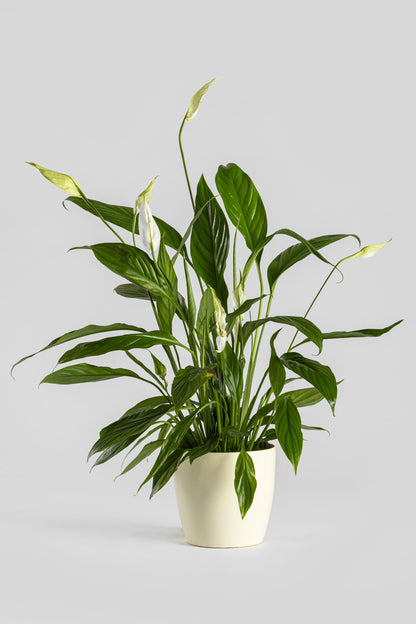 Σπαθίφυλλο 50cm