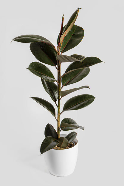 Φίκος Αμπιτζάν 90-100cm