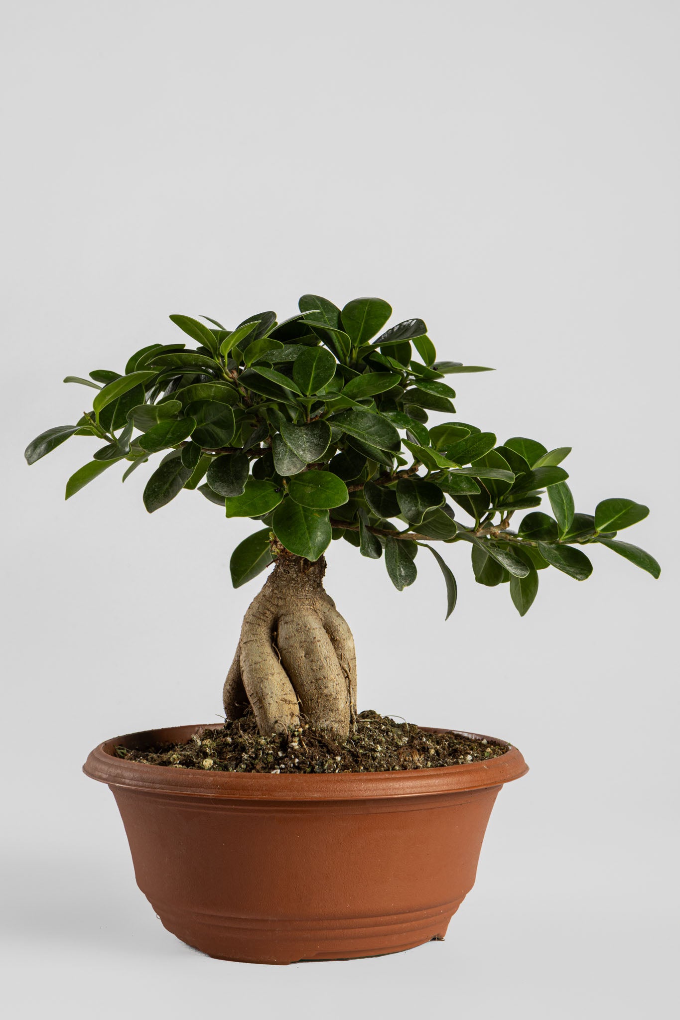 Μπονσάι Φίκος 30cm