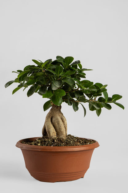 Μπονσάι Φίκος 30cm