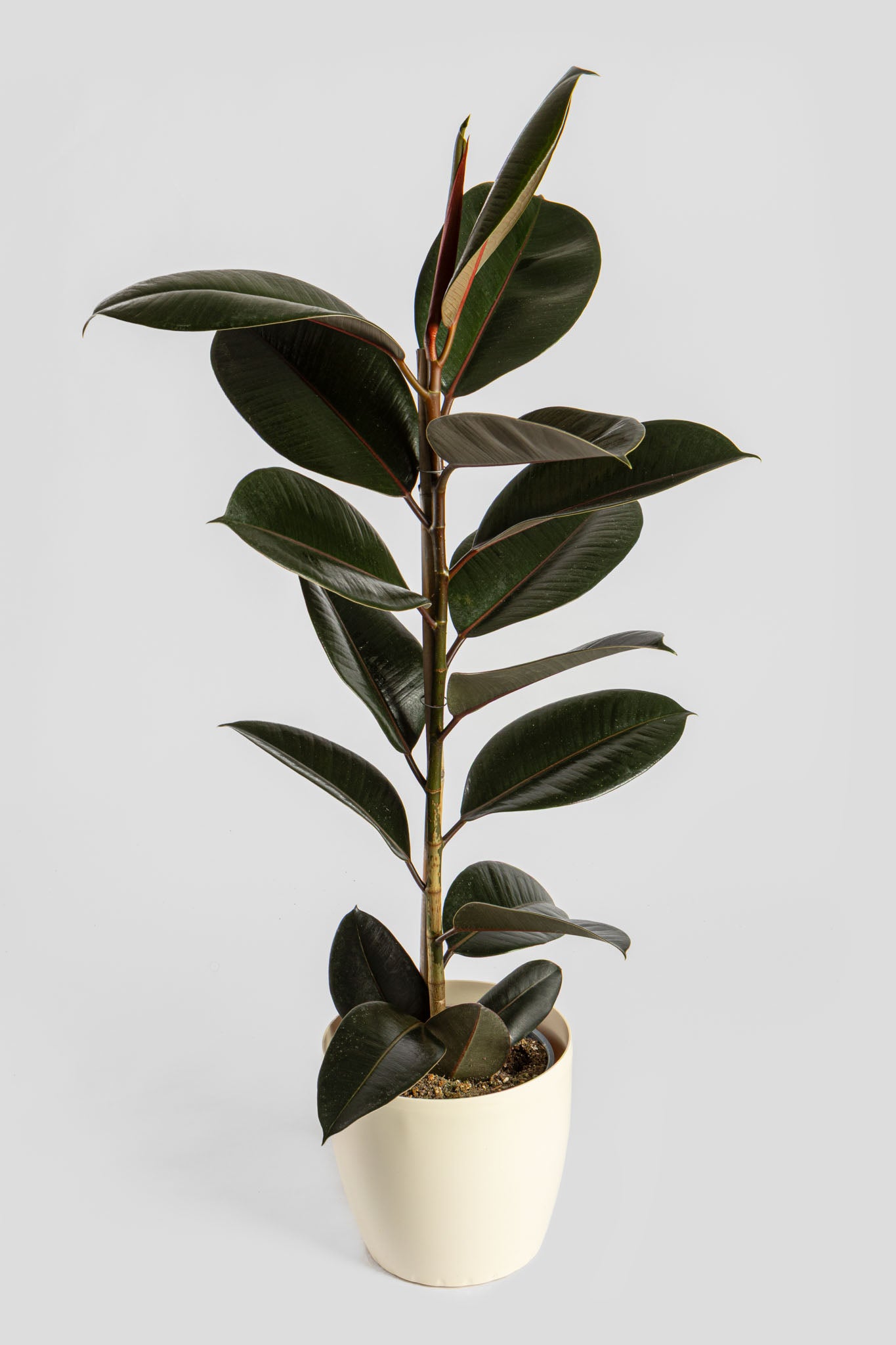 Φίκος Αμπιτζάν 90-100cm