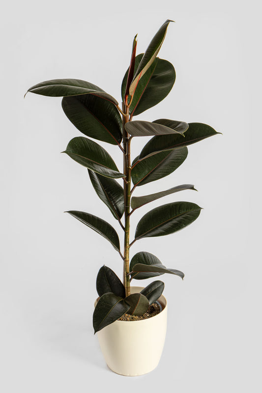 Φίκος Αμπιτζάν 90-100cm