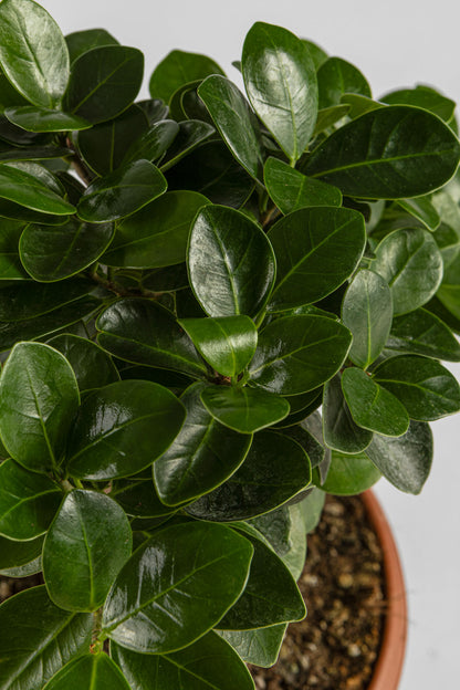 Μπονσάι Φίκος 30cm