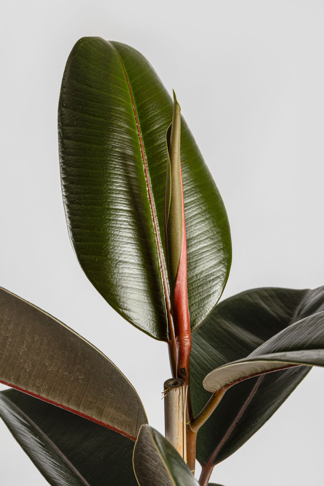 Φίκος Αμπιτζάν 90-100cm