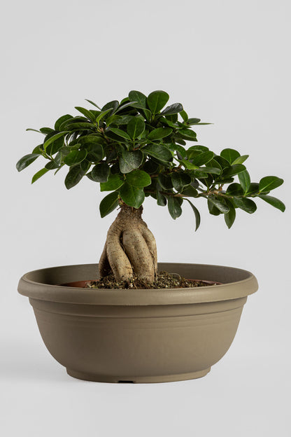 Μπονσάι Φίκος 30cm