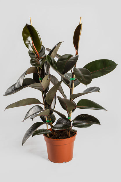 Φίκος Ελάστικα 80-90cm