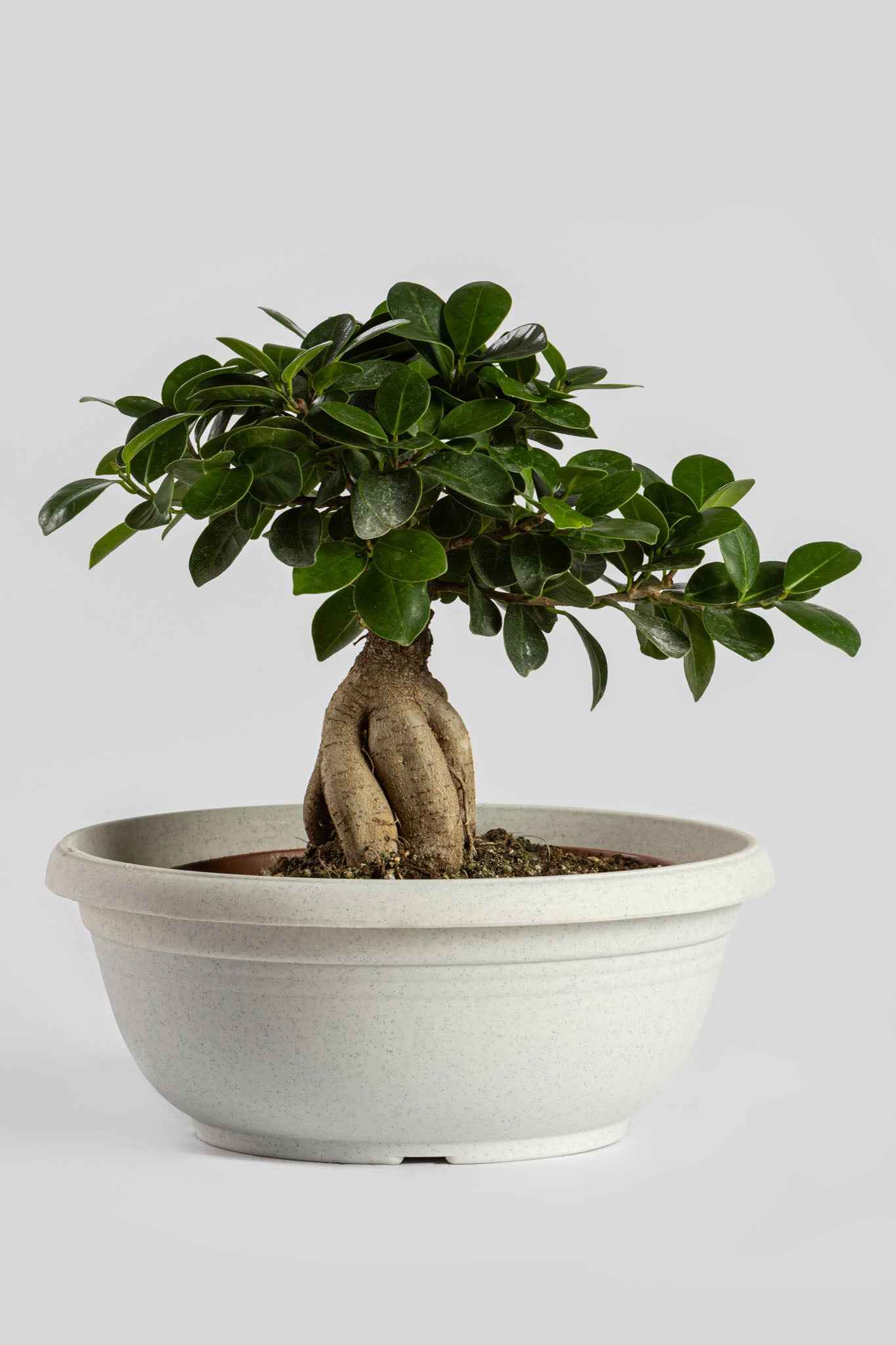 Μπονσάι Φίκος 30cm