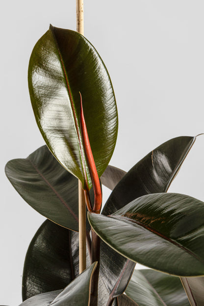 Φίκος Ελάστικα 80-90cm