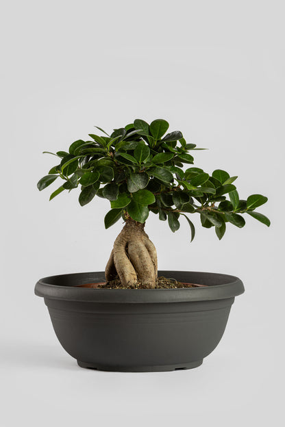 Μπονσάι Φίκος 30cm