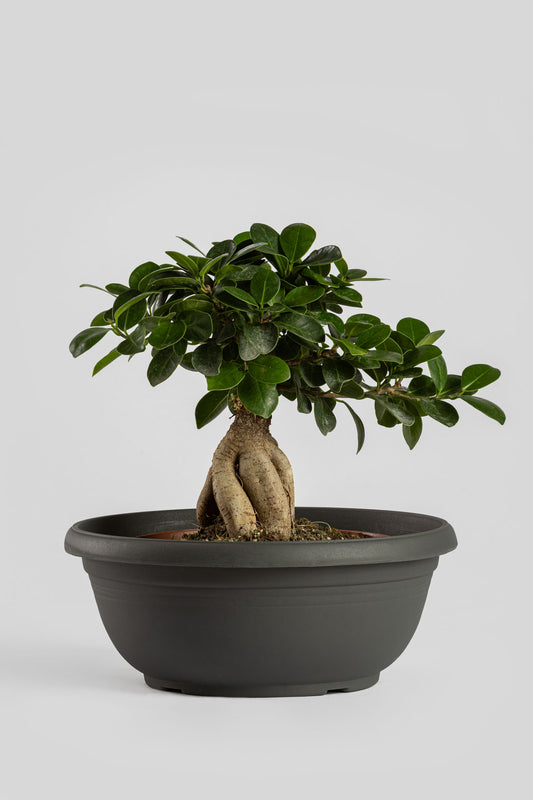 Μπονσάι Φίκος 30cm