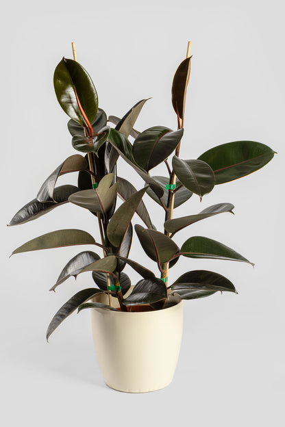 Φίκος Ελάστικα 80-90cm