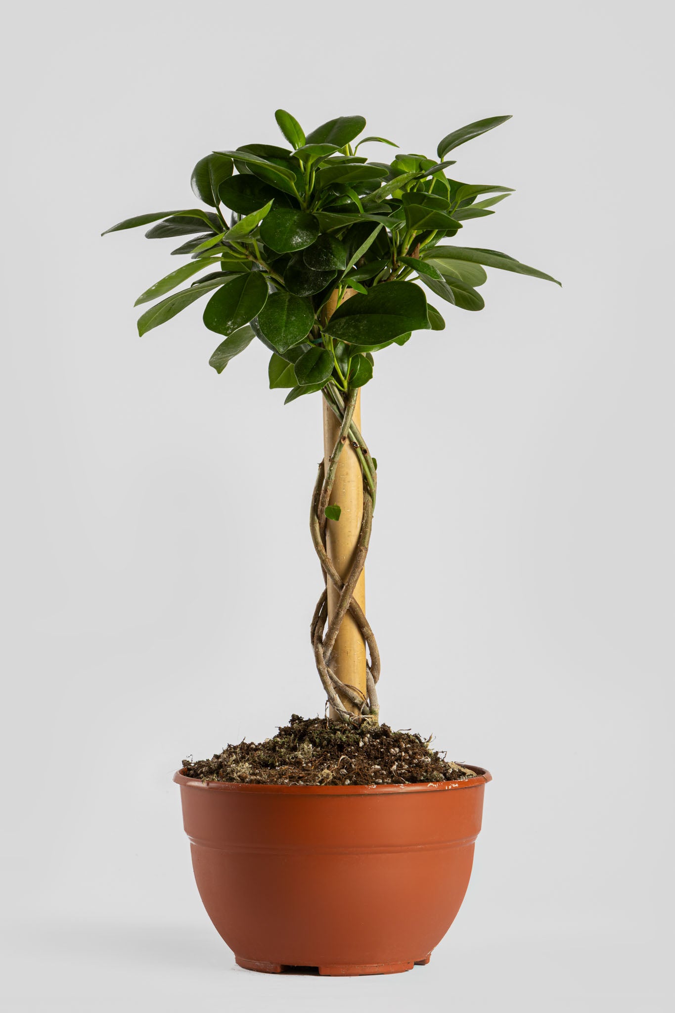 Φίκος Moclame 55cm