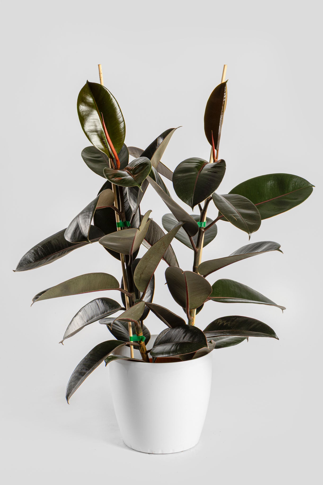 Φίκος Ελάστικα 80-90cm