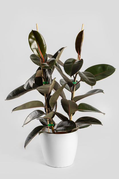 Φίκος Ελάστικα 80-90cm