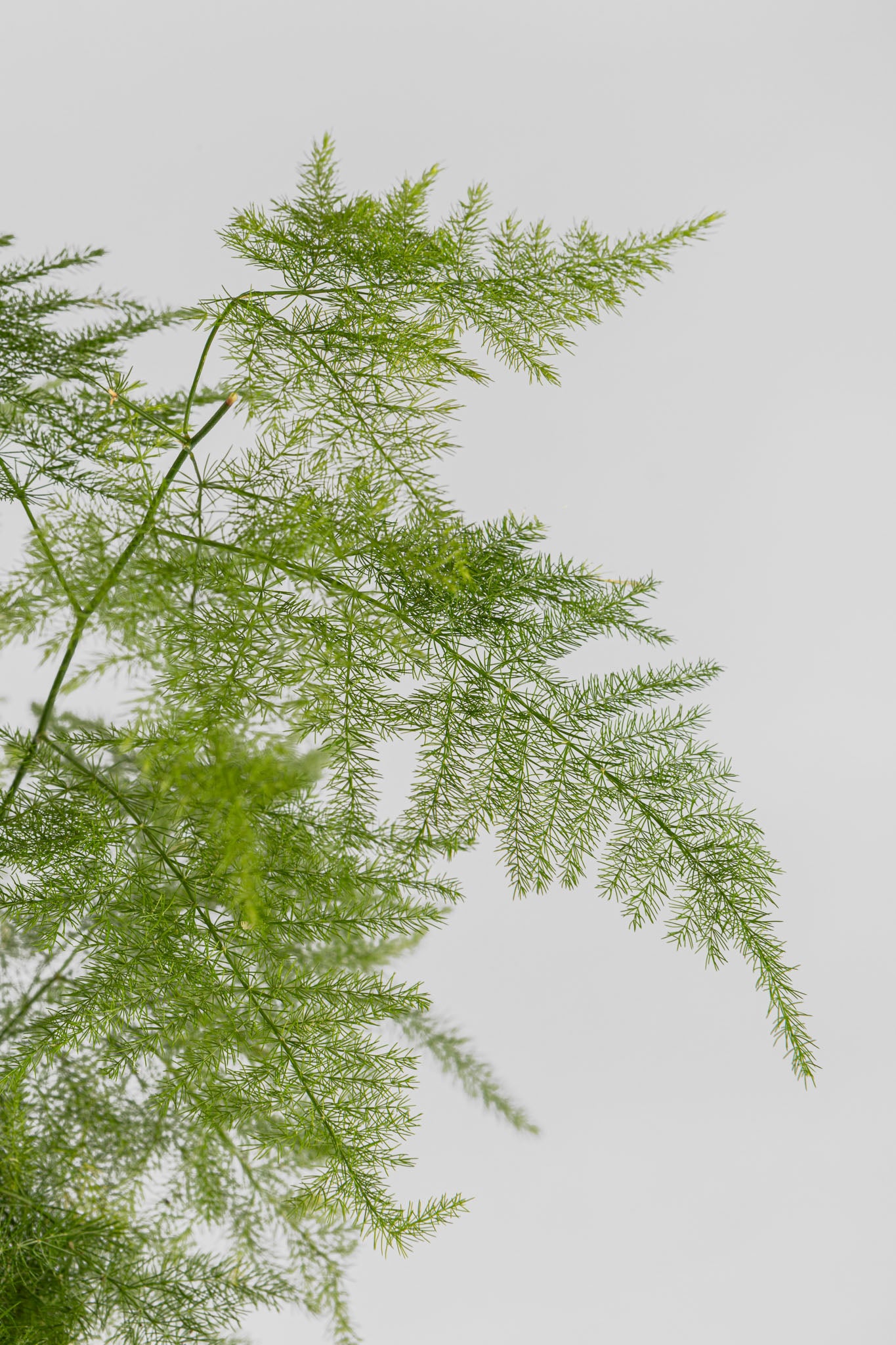 Φυτό Αράχνη 40cm