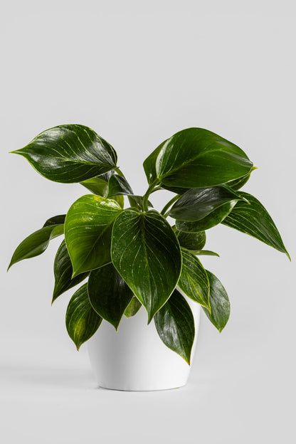 Φυλλόδεντρο Birkin 35cm