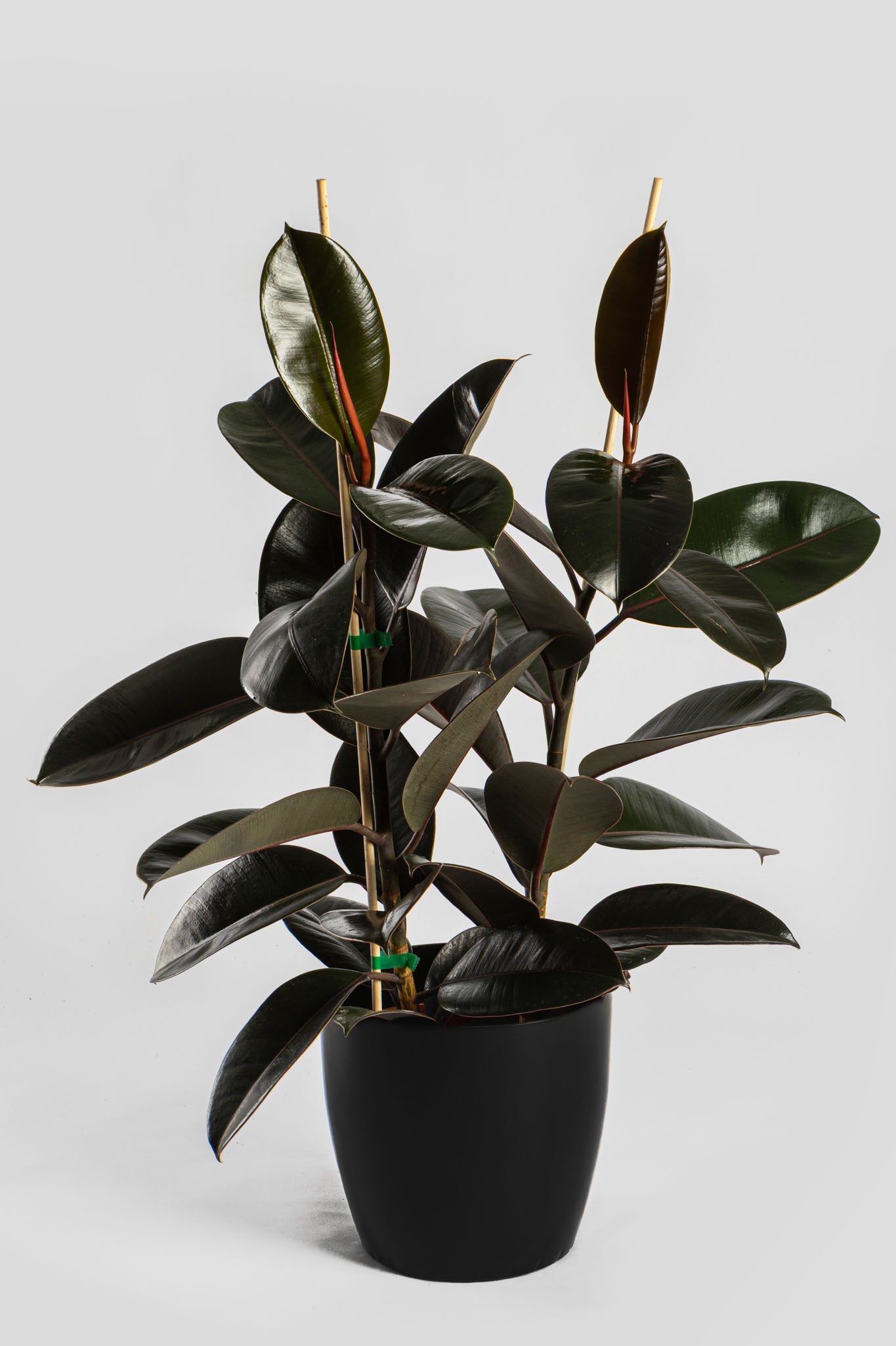 Φίκος Ελάστικα 80-90cm