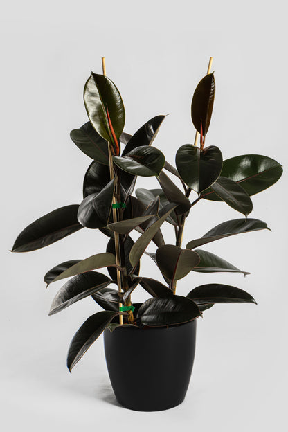 Φίκος Ελάστικα 80-90cm