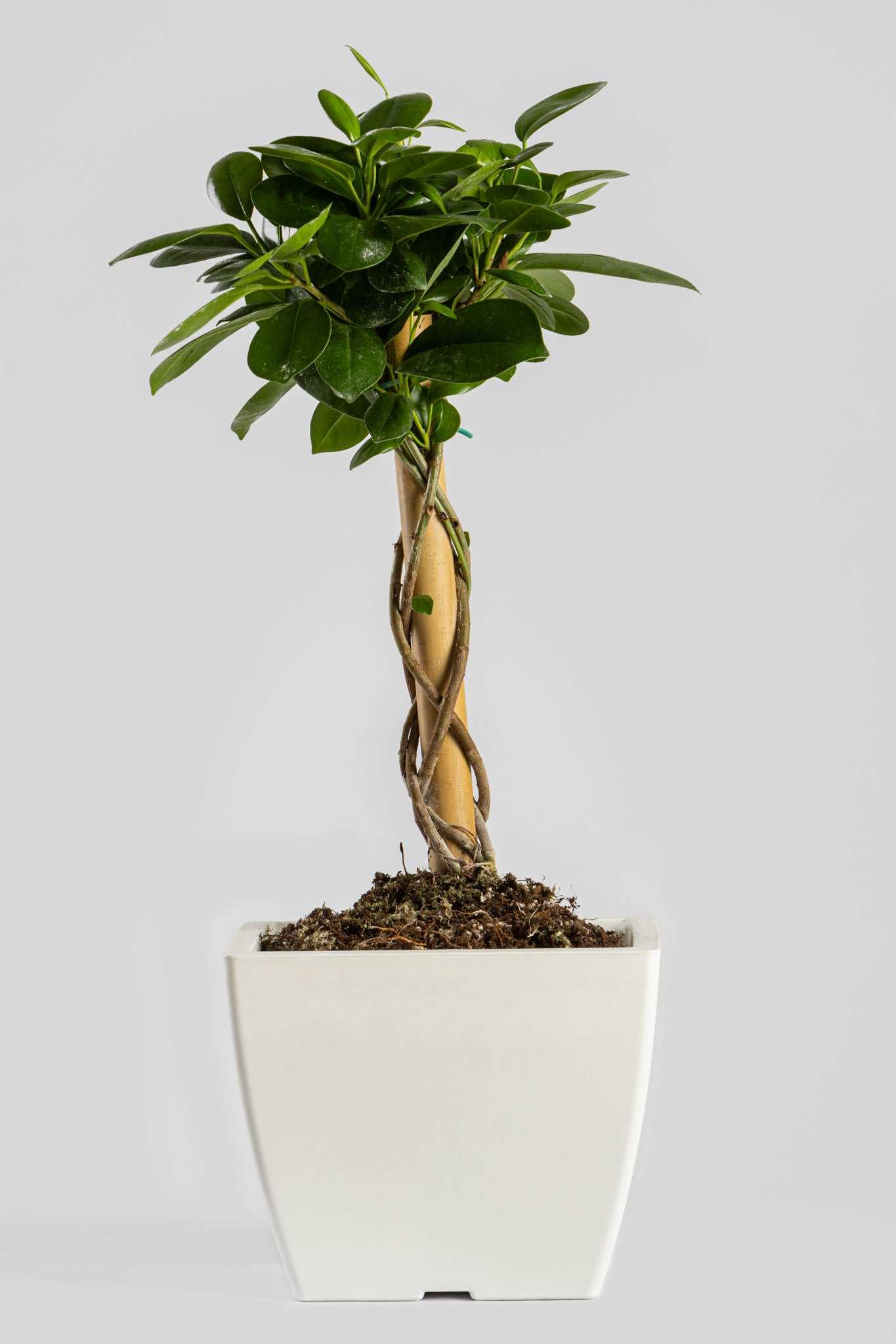 Φίκος Moclame 55cm