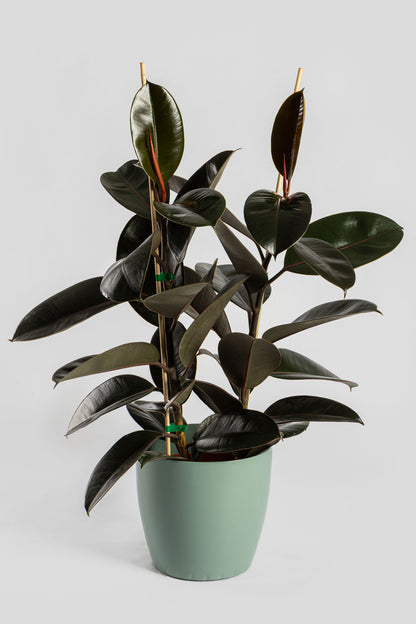 Φίκος Ελάστικα 80-90cm