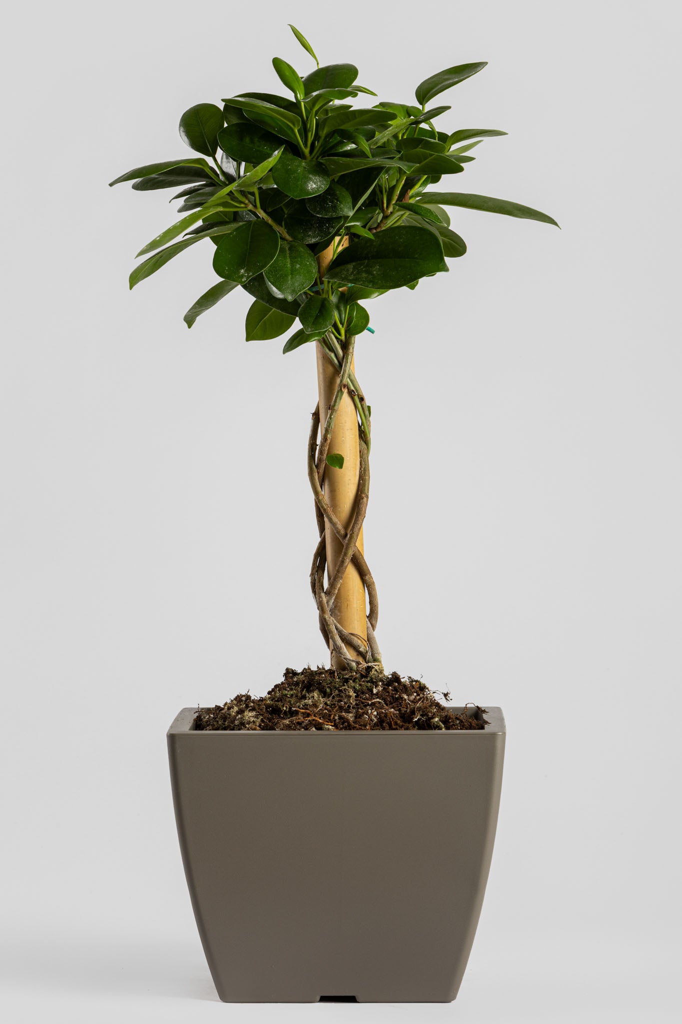 Φίκος Moclame 55cm