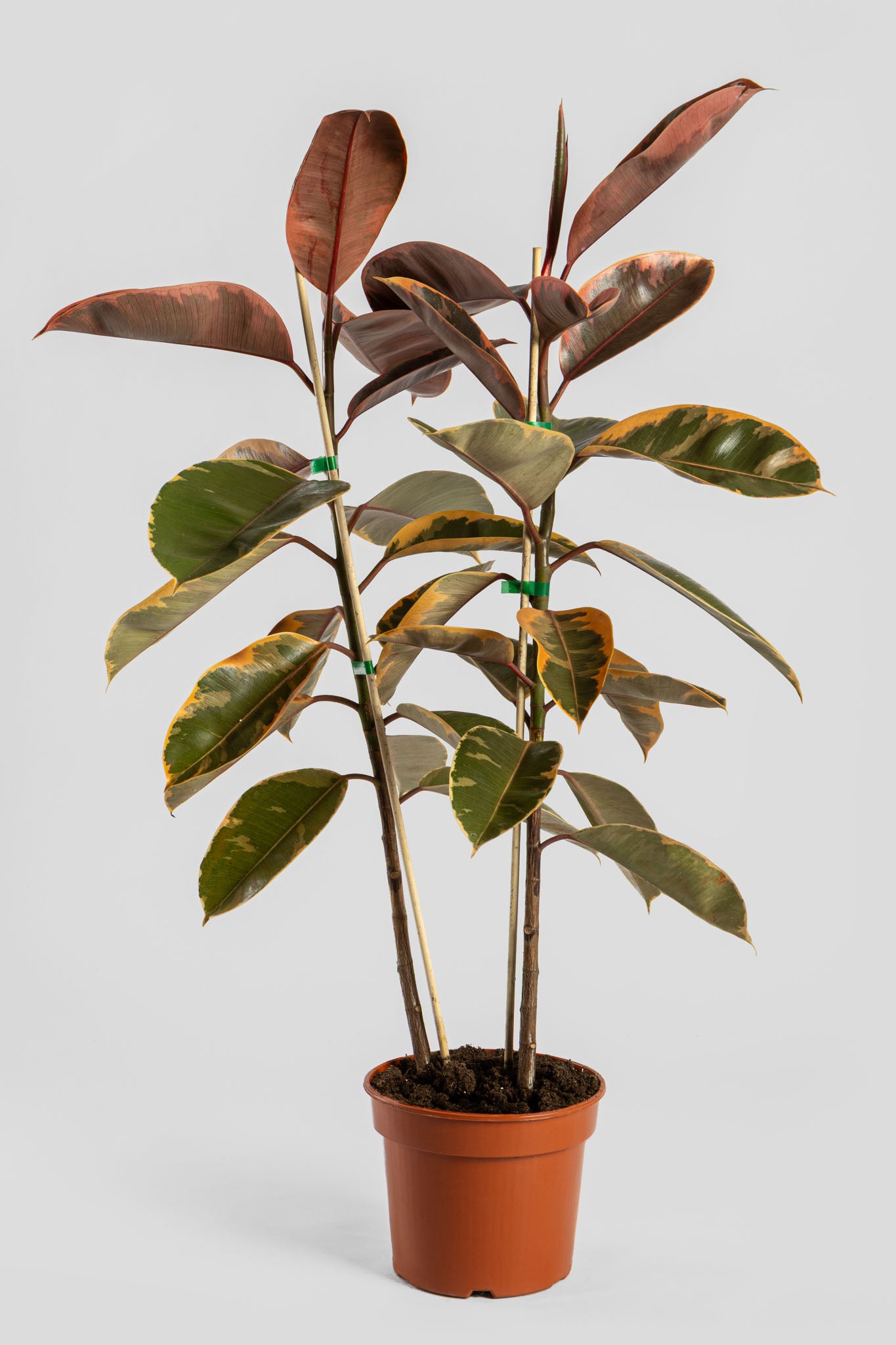 Φίκος Μπελίζε 80-90cm