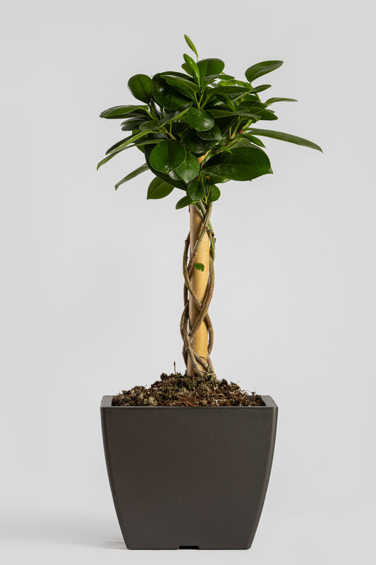 Φίκος Moclame 55cm