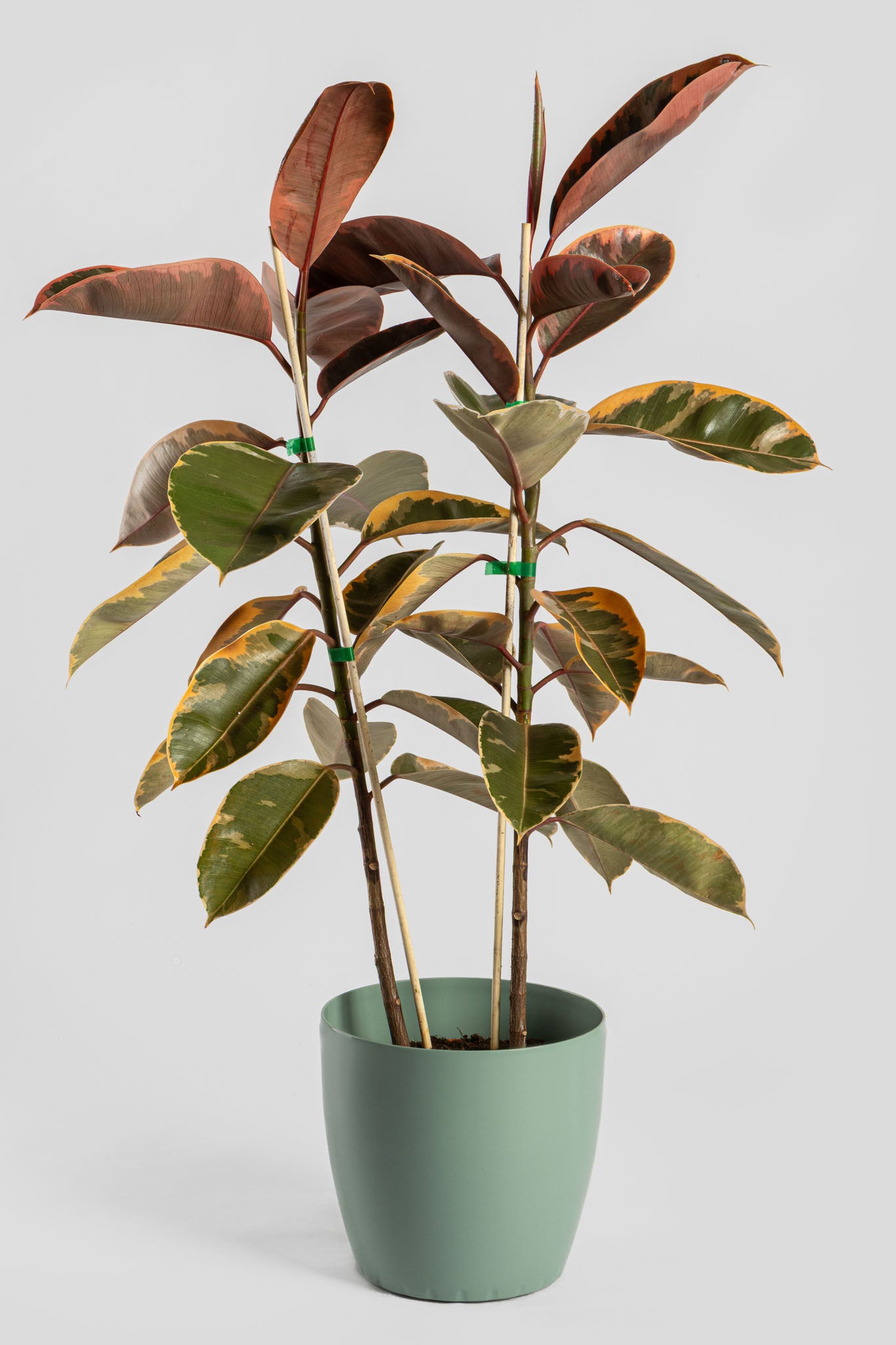 Φίκος Μπελίζε 80-90cm