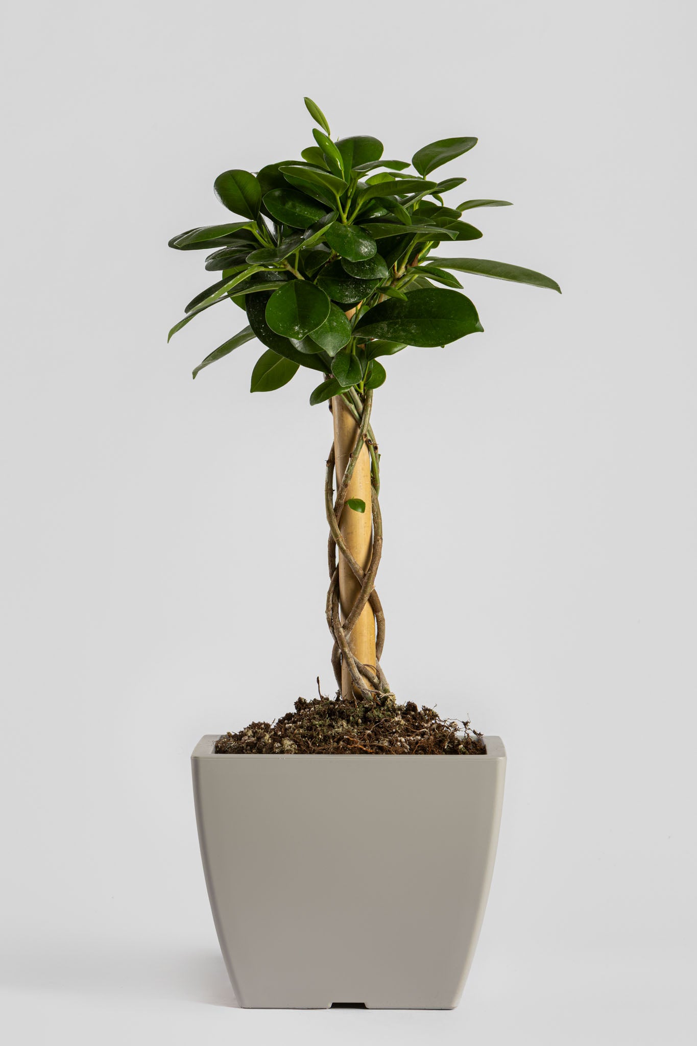 Φίκος Moclame 55cm