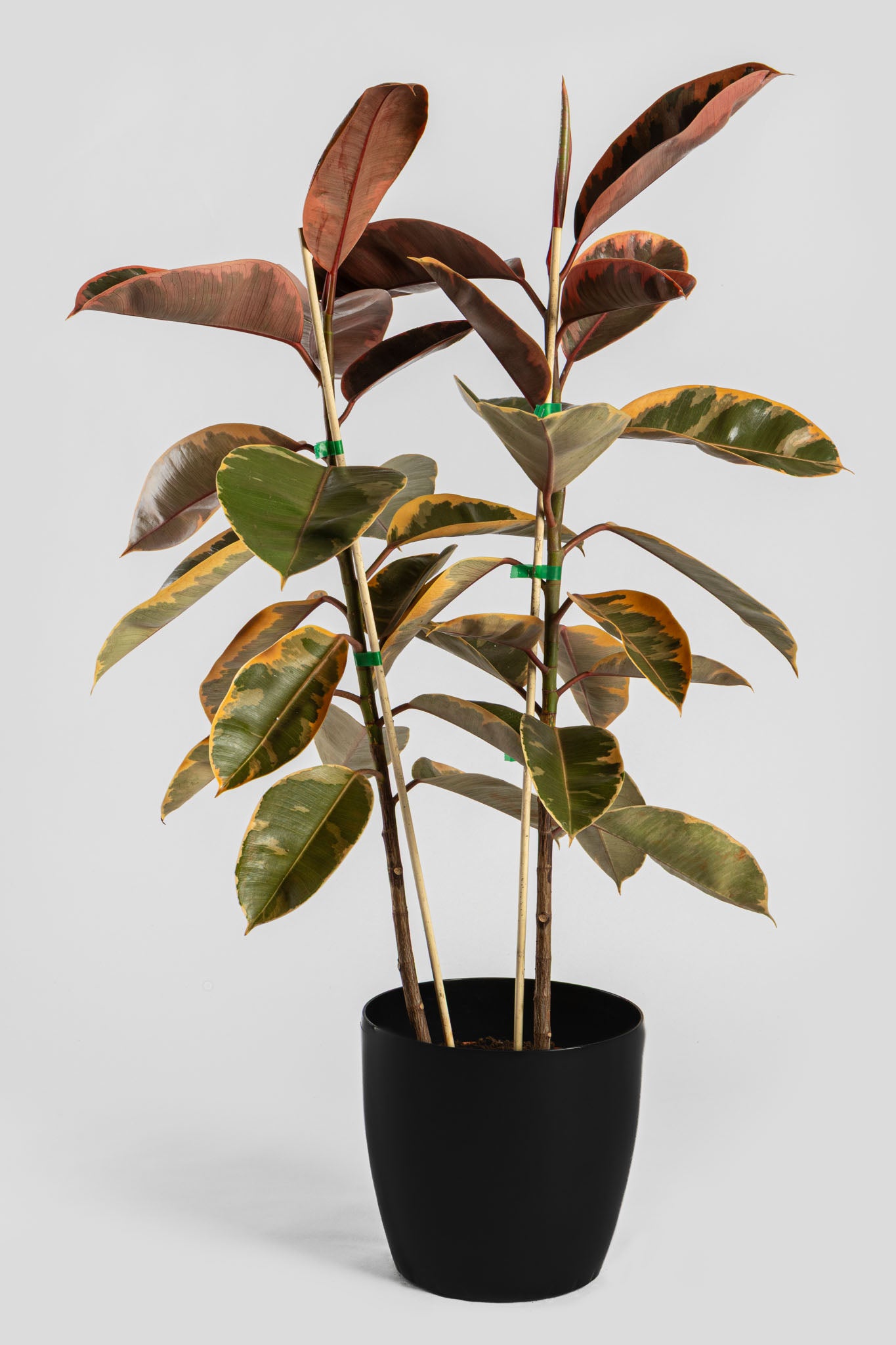 Φίκος Μπελίζε 80-90cm