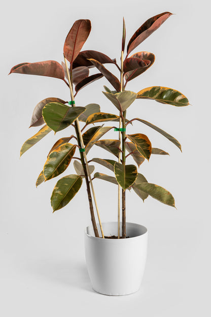 Φίκος Μπελίζε 80-90cm