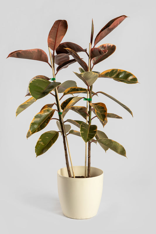 Φίκος Μπελίζε 80-90cm