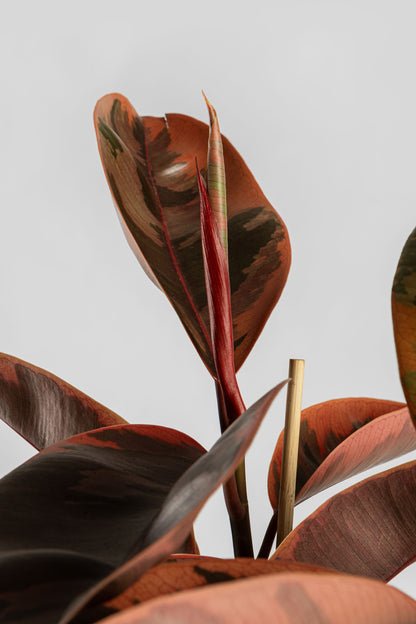 Φίκος Μπελίζε 80-90cm