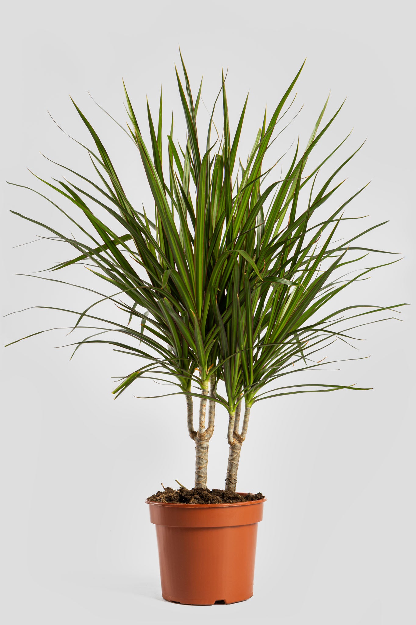 Δράκαινα Marginata 80cm