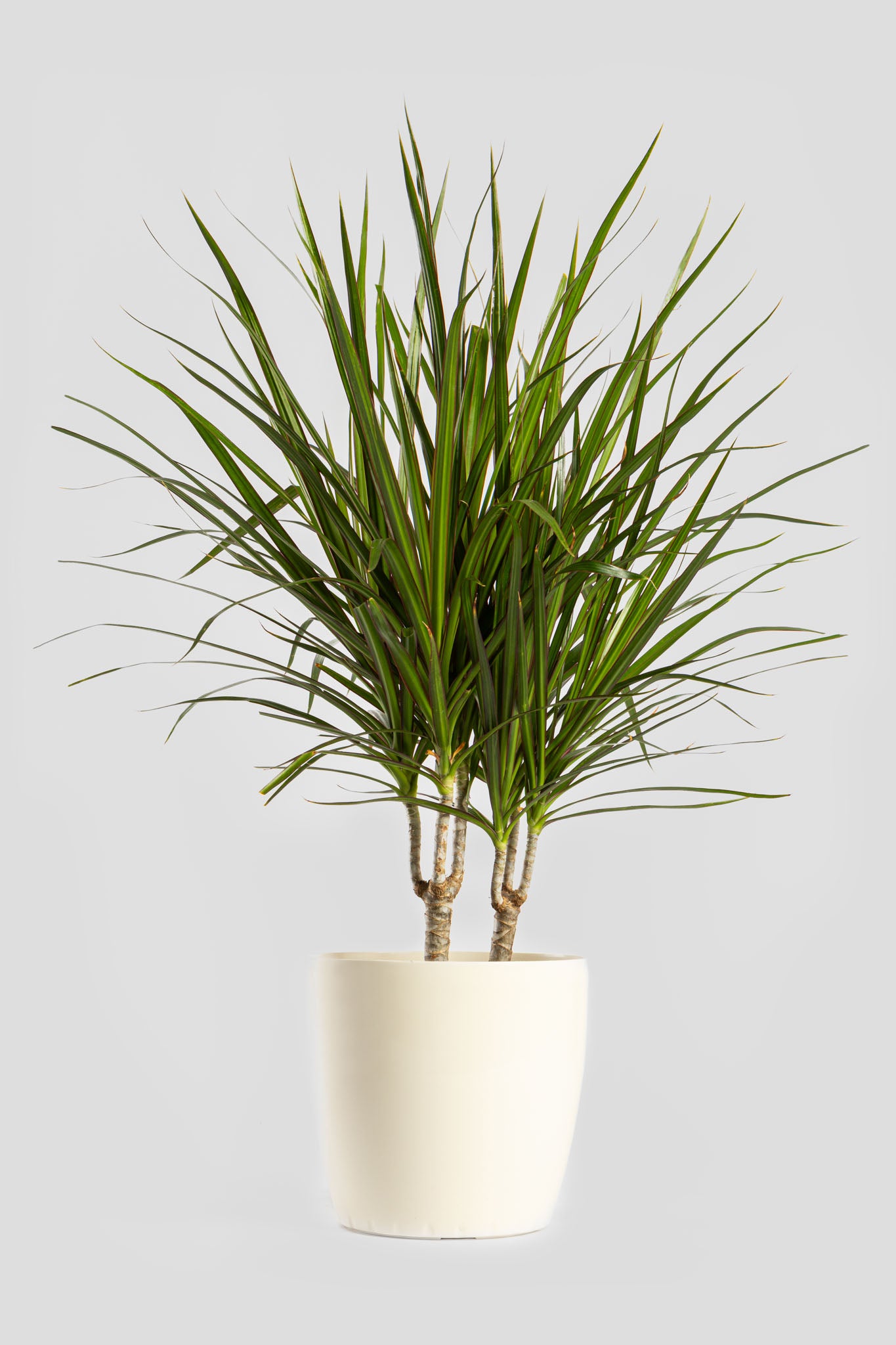 Δράκαινα Marginata 80cm