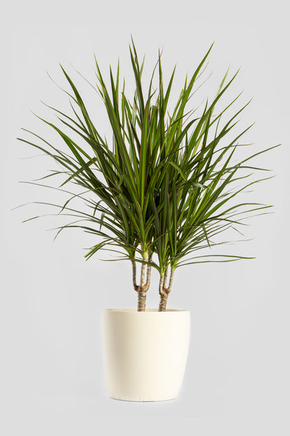 Δράκαινα Marginata 80cm