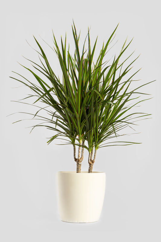 Δράκαινα Marginata 80cm