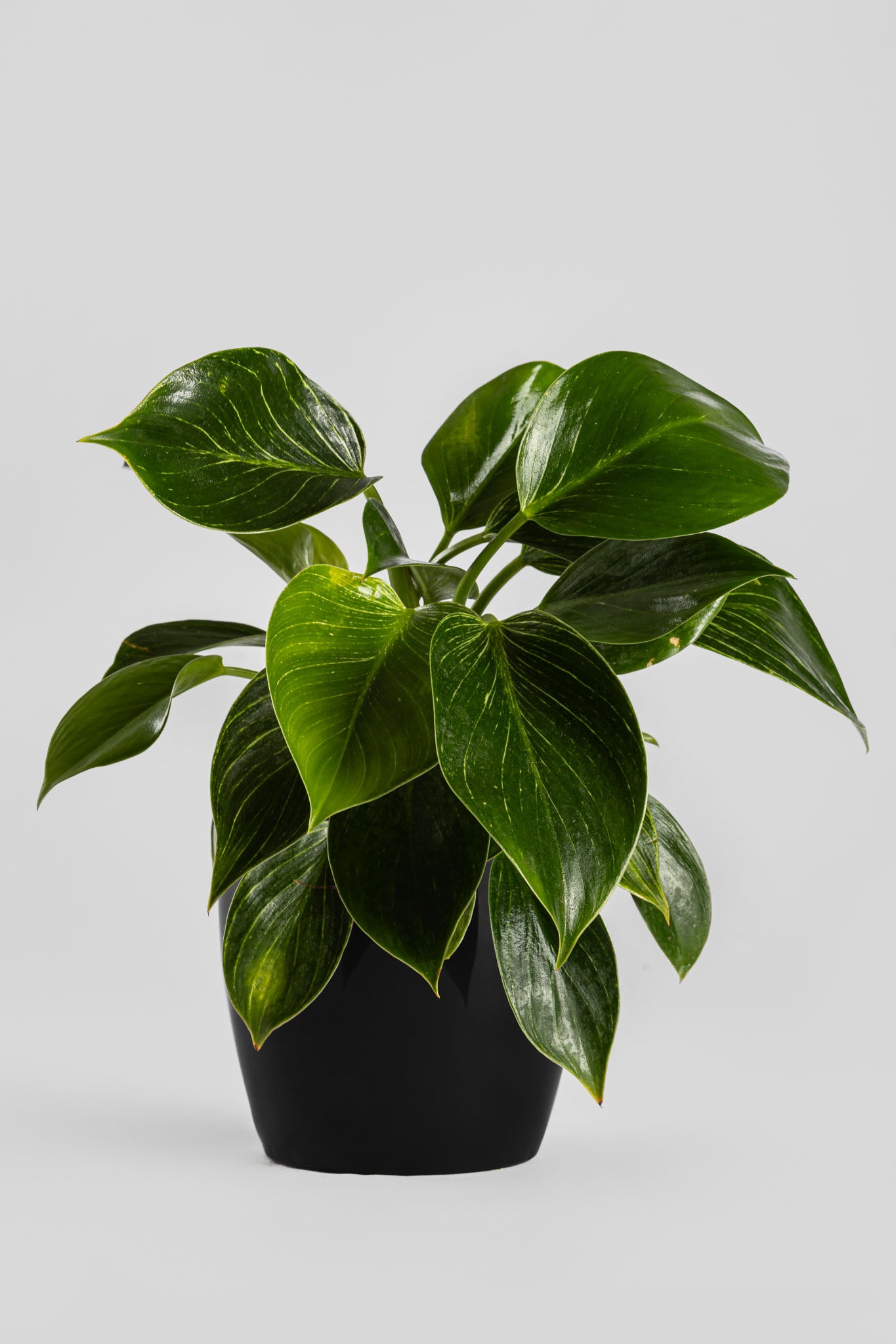 Φυλλόδεντρο Birkin 35cm