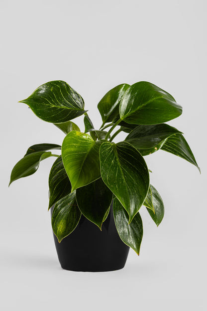 Φυλλόδεντρο Birkin 35cm